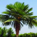 Windmill Palm
